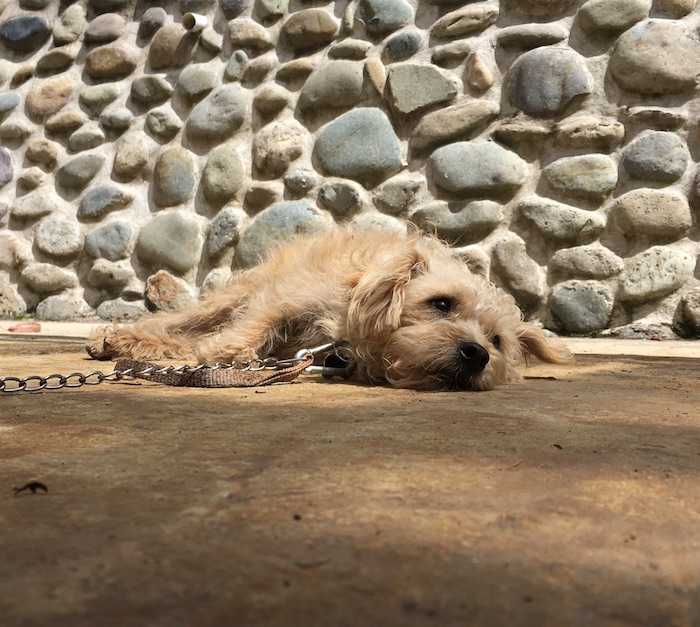 Yellow dog with chain around his neck laying on concrete and staring off into the distance