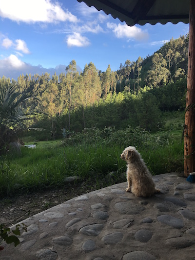 Yellow dog sitting on his hindquarters staring off to a beautiful mountain scape with blue skies, white clouds, and green trees.