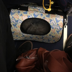 Dog in dog carrier sleeping under the seat of an airplane
